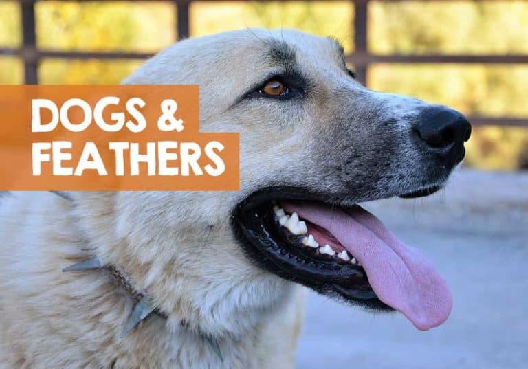 Why Dogs Like Feathers (+ Why Some Hate Feathers!)