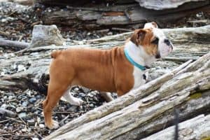 English Bulldog with docked tail
