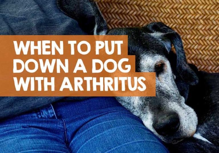 When to Euthanize a Dog with Arthritis? What We Learned