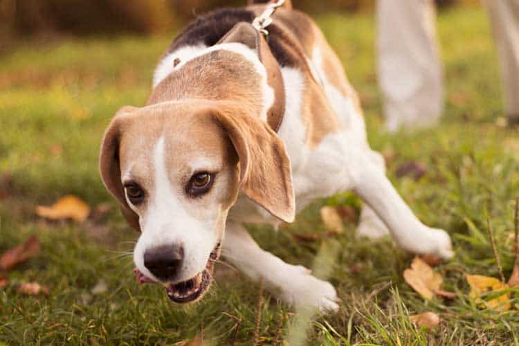 beagle running speed