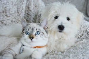 Dog Suddenly Aggressive Towards Cat? How to Stop the Attacking