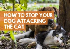 Dog Suddenly Aggressive Towards Cat? How to Stop the Attacking