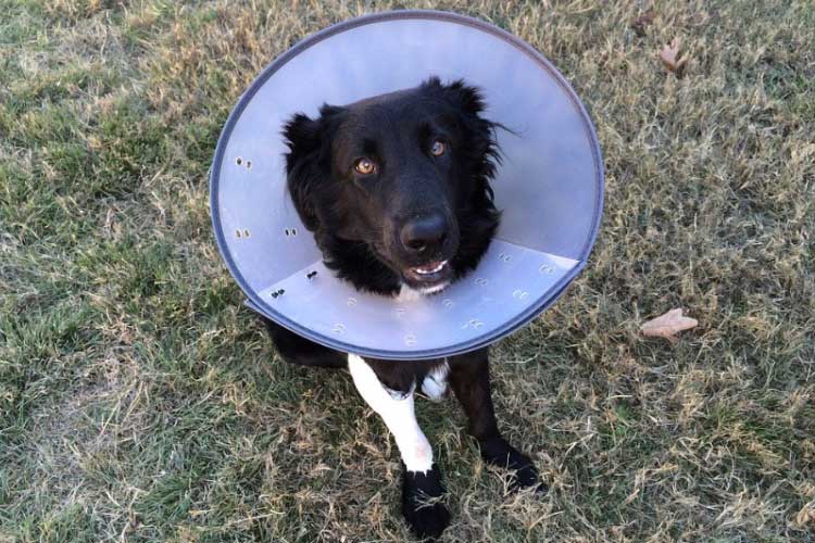 can i leave my dog home alone with a cone on