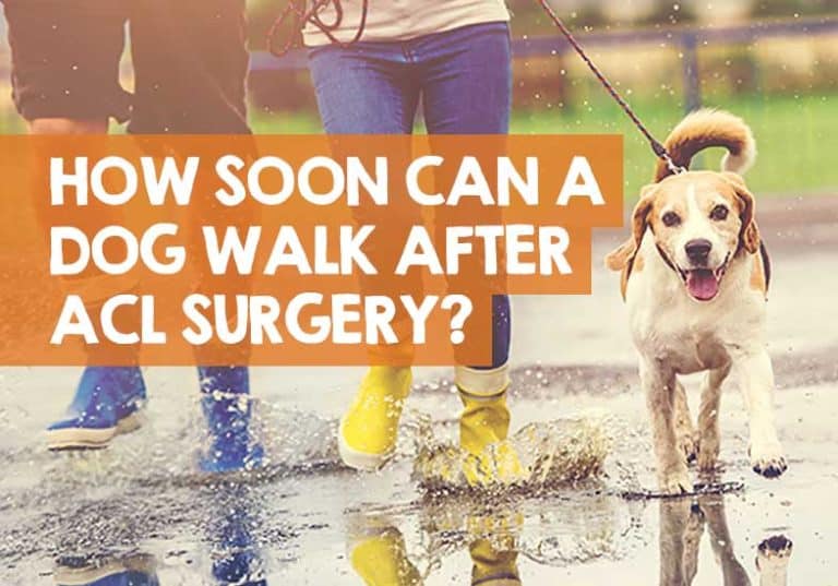 How Soon Can A Dog Walk After ACL Surgery? + TPLO Rehab Guide