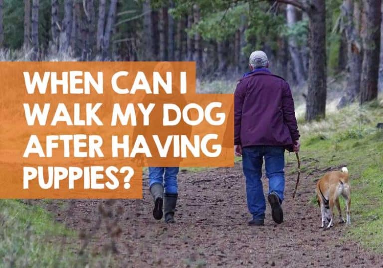 when can I take my dog for a walk after having puppies
