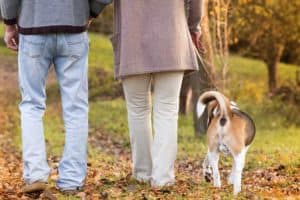 How Soon Can A Dog Walk After ACL Surgery? + TPLO Rehab Guide