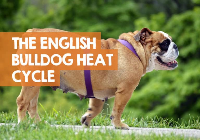 English Bulldog Heat Cycle How Many Times a Year & Signs