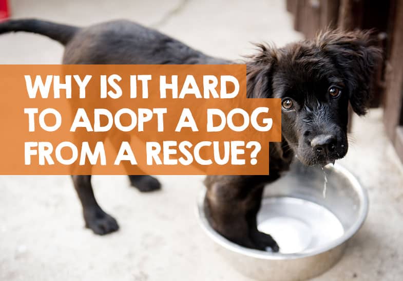 why should you rescue a dog