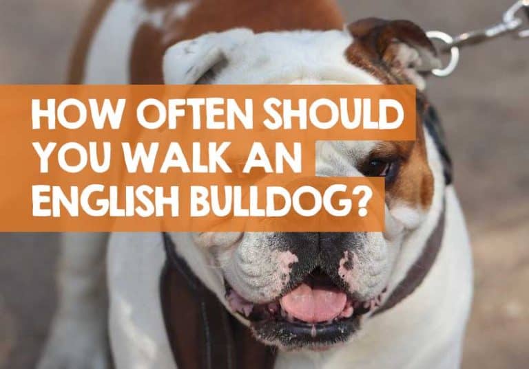 How Often Should You Walk an English Bulldog? + How Far!