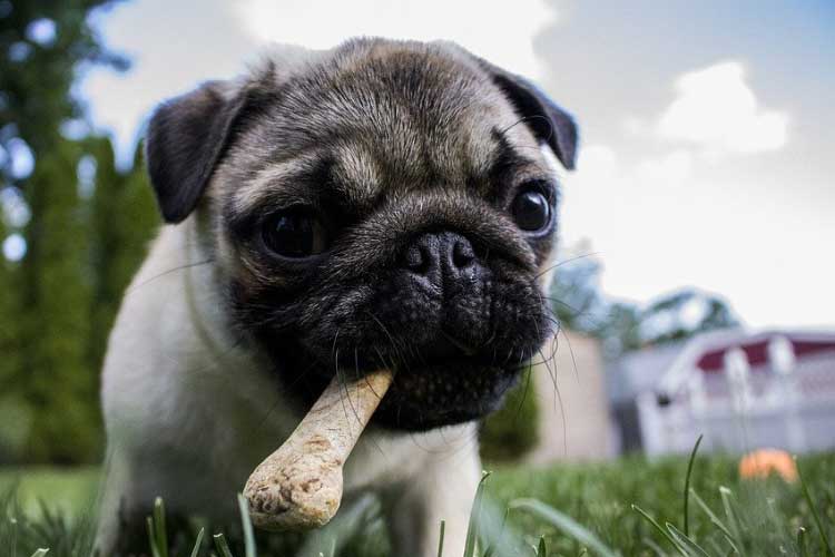 Why Are Pugs So Expensive to Buy? + Annual Ownership Costs