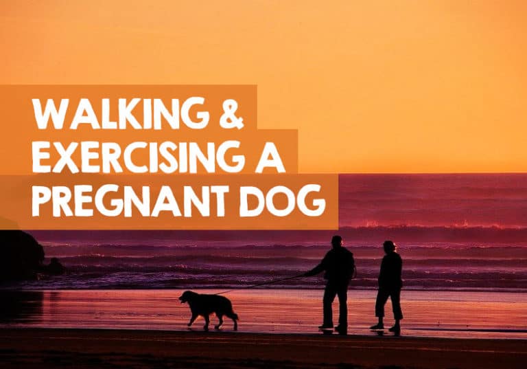 Is it OK to Walk a Pregnant Dog? Timeline + Some Safe Exercises