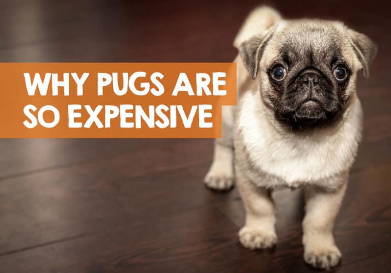 Why Are Pugs So Expensive to Buy? + Annual Ownership Costs