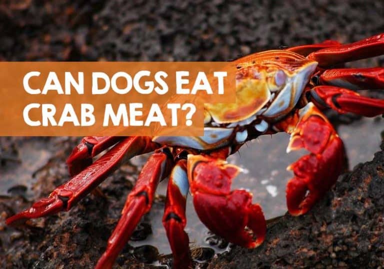 Can Dogs Eat Crab? + Shells, Sticks, & Salad (But Not this Bit!)