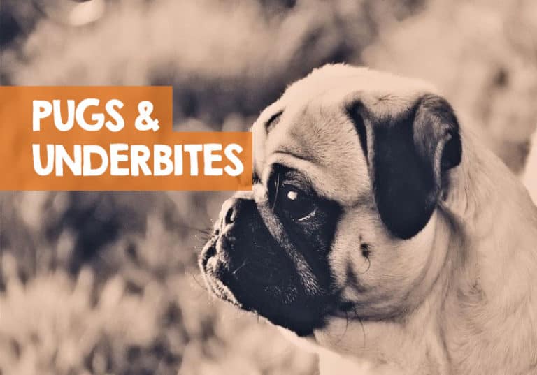 Do Pugs Have Underbites? (Problems & of the Undershot)