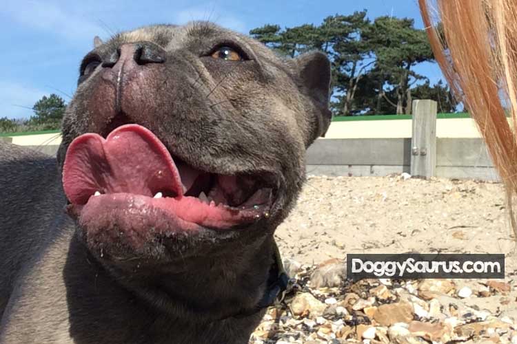 Can Puppies Get Parvo at the Beach? (Parvo Beach Sand Risks)