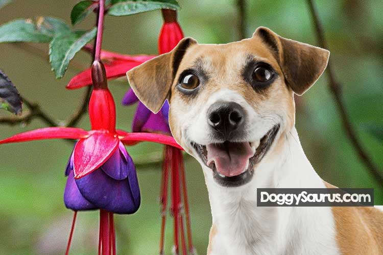 are cosmos poisonous to dogs