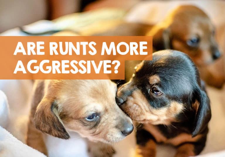 Are Runts of the Litter More Aggressive? Yes & No Here's Why