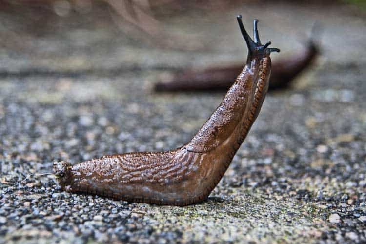 can eating slugs make dogs sick