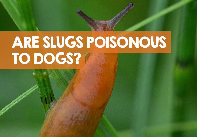 can slug pellets harm dogs