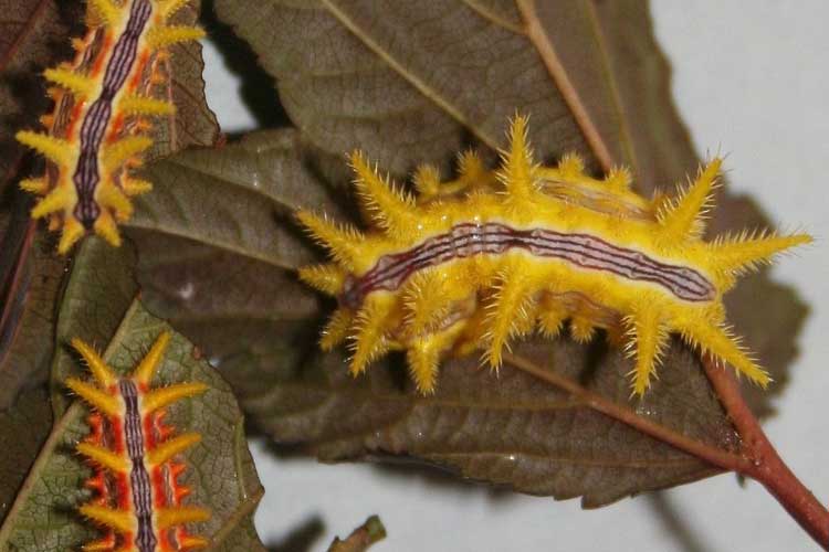 Cinnabar Moth Caterpillar Sting