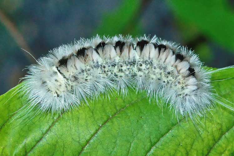 Are Caterpillars Poisonous To Dogs 17 Of The Most Toxic