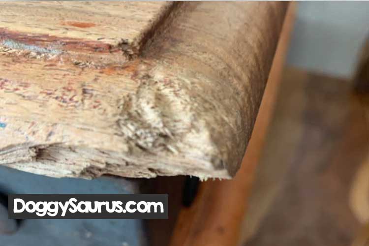 How to Stop a Dog from Chewing on Wood Trim? (Answer)