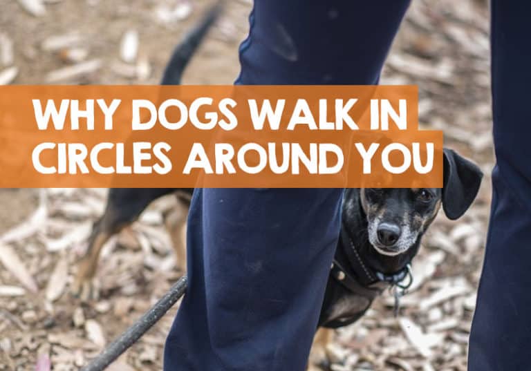 Why Does My Dog Walk in Circles Around Me? The Surprising Truth