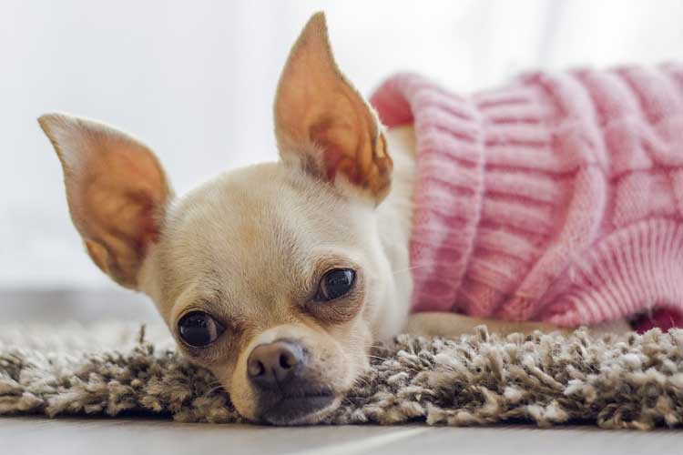 pregnant chihuahua