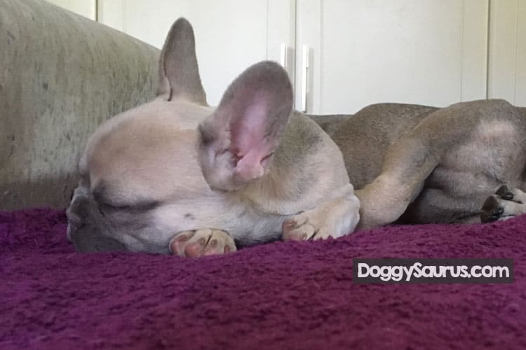 dog breathing heavy in sleep