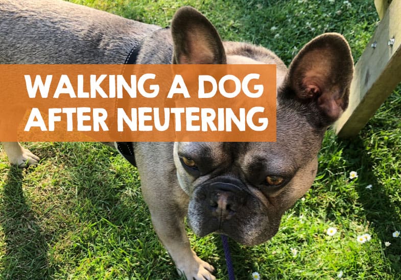 is it safe to neuter an older male dog