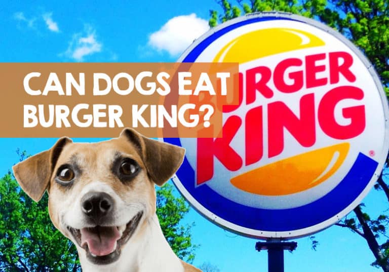 Can Dogs Eat Burger King? (Dog Friendly BK Food List)