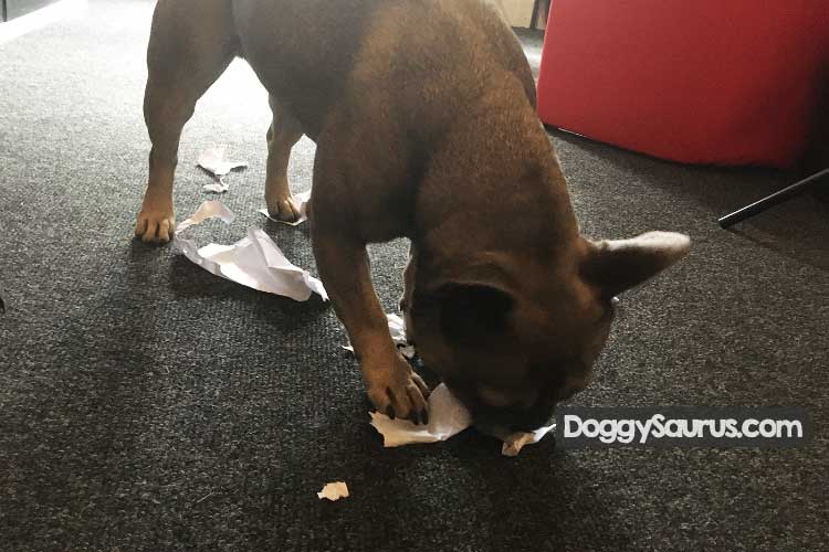 dogs eating paper towels