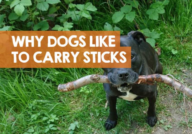 Why Do Dogs Like to Carry Sticks Home from Walks?