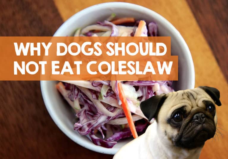 Can Dogs Eat Coleslaw? One Slaw Ingredient is Toxic!
