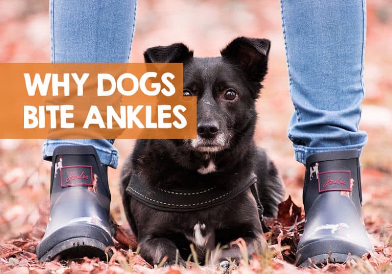 Why Does My Dog Bite My Ankles When I Walk? (Feet & Shoe Nips)