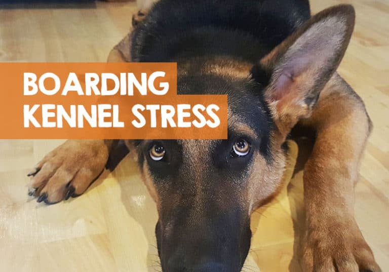 Boarding Kennel Stress in Dogs How to Reduce Stay Anxiety