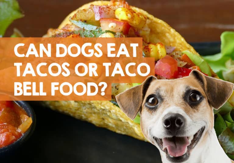 Can Dogs Eat Tacos or Taco Bell Meat? (Dog Friendly Menu)