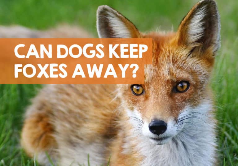 Do Dogs Keep Foxes Away? (Urine, Hair, & Poop Deterrents)