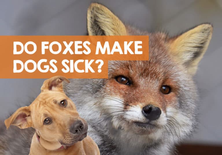 Can Foxes Give Dogs Diseases or Make Them Sick?