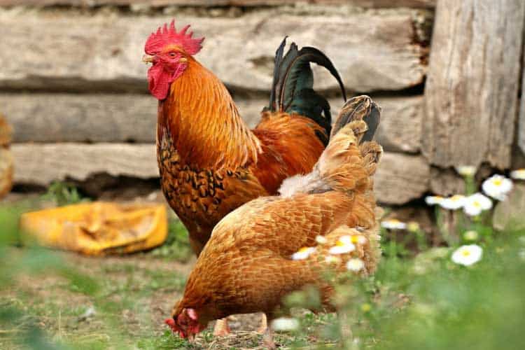 can dogs get sick from backyard chickens