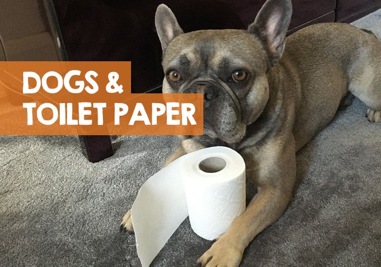 why do dogs eat kleenex