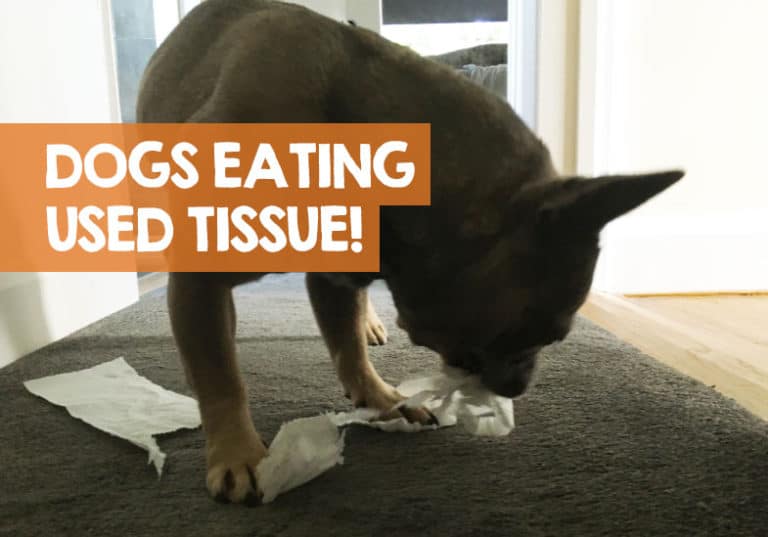 Why Does My Dog Eat Used Tissues? + How to Stop It!
