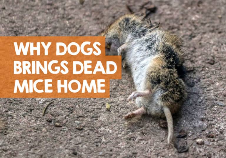 What Does It Mean When Your Dog Brings You a Dead Mouse Home?