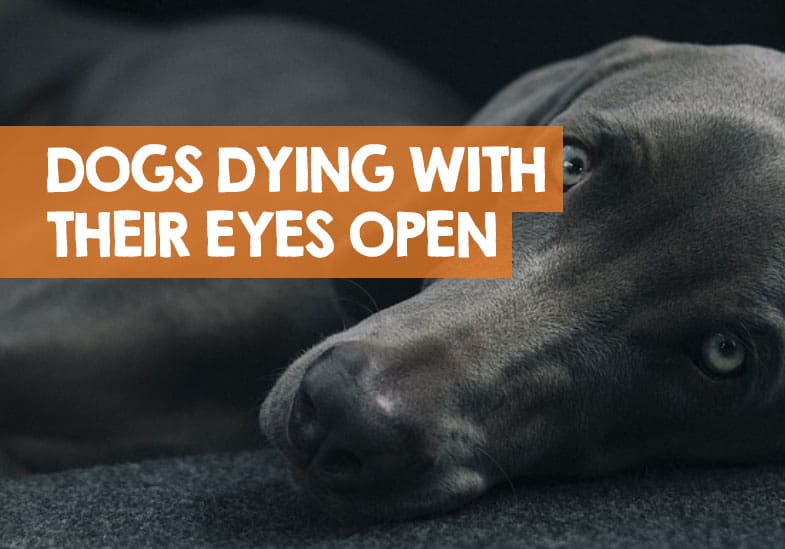 what happens to a dogs body after euthanasia