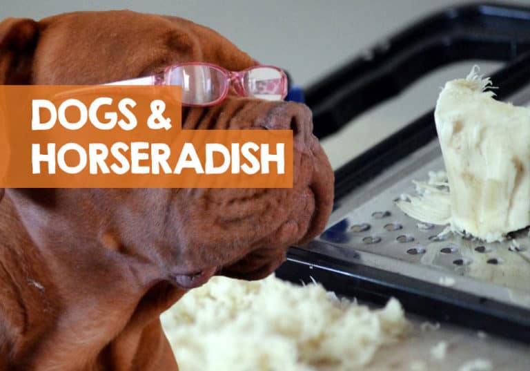 Can Dogs Eat Horseradish? (Sauce & Mustard Poisoning Facts)