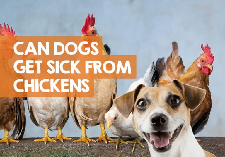 Can Dogs Get Sick from Chickens? (Possible Disease & Worms Risk)
