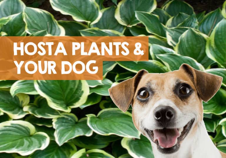are-hostas-poisonous-to-dogs-toxic-flowers-leaves-bulbs