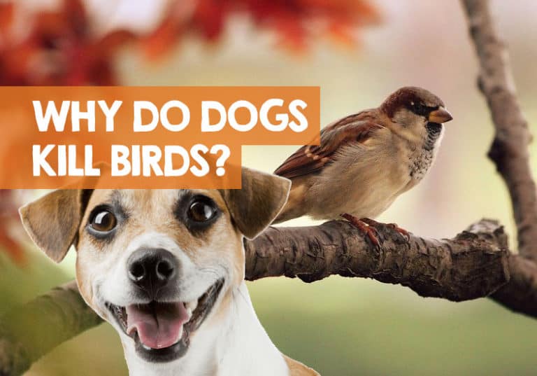Why Do Dogs Kill Birds? + How to Stop the Killing & Chasing
