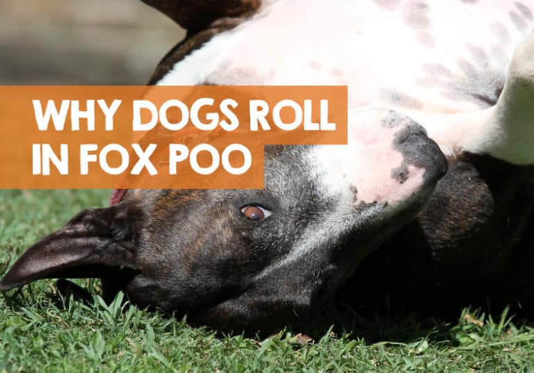 Why Do Dogs Roll in Fox Poo? 6 Theories on the Stinky Habit!