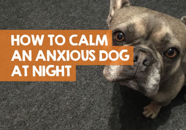 How to Calm an Anxious Dog at Night 16 Tips to DeStress
